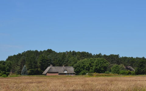 Naili - 3.1Km from the Sea: Grass, Tree, Grassland, Vegetation, House, Roof, Cottage, Plain, Rural Area