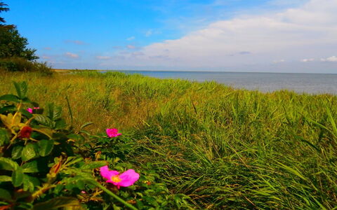 Vivan - 3.8Km from the Sea: Green, Flower, Summer, Sea, Horizon, Coastal And Oceanic Landforms, Coast, Ocean, Ecoregion