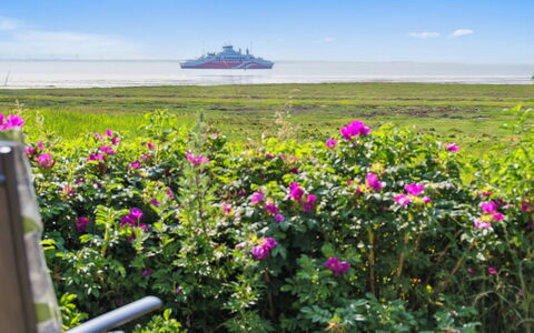 Langsom - 100M from the Sea: Flower, Sky, Horizon, Cloud, Pink, Sea, Petal, Coastal And Oceanic Landforms, Ocean, Flowering Plant