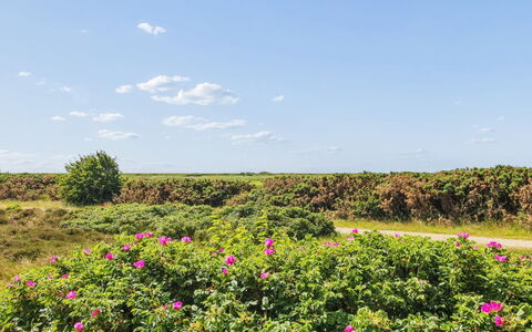 Femja - 2.3Km from the Sea: Sky, Flower, Cloud, Shrub, Pink, Groundcover, Meadow, Flowering Plant, Wildflower, Cumulus