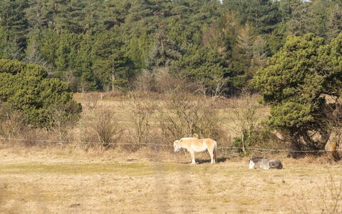 Tine - 2.3Km from the Sea: Shrub, Urban Design, Groundcover, Brick, Apartment, Estate, Brickwork, Balcony, Landscaping