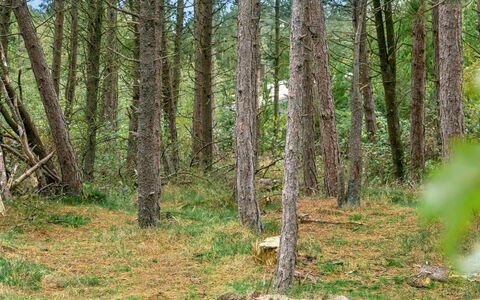 Santuzza - 3.9Km from the Sea: Grass, House, Roof, Home, Cottage, Shrub, Land Lot, Rural Area, Farmhouse, Groundcover