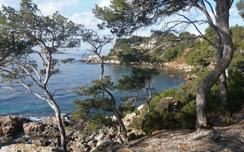 La Calanque D'Or: Body Of Water, Vegetation, Tree, Coast, Shore, Water, Natural Environment, Nature Reserve, Sea, Wilderness