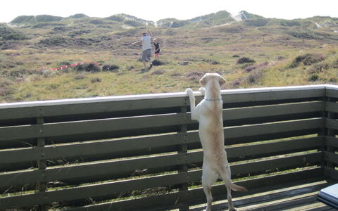 Lilja - 1.5Km from the Sea: Canidae, Fence, Outdoor Bench