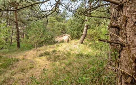 Solvey - 2Km from the Sea: Vegetation, Ecoregion, Plant Community, Wilderness, Forest, Wildlife, Nature Reserve, Trunk, Woodland