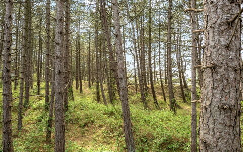 Solvey - 2Km from the Sea: Leaf, Natural Environment, Wood, Branch, Forest, Vegetation, Wilderness, Northern Hardwood Forest, Plant Community