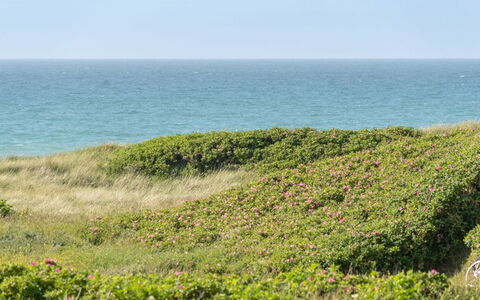 Heidine - 176M from the Sea: Plant Community, Sunlight, Herbaceous Plant, Garden, Plantation, Agriculture, Farm