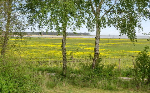 Asfrid - 3.5Km from the Sea: Green, Grass, Natural Environment, Yellow, Grassland, Vegetation, Natural Landscape, Plain, Plant Community, Land Lot