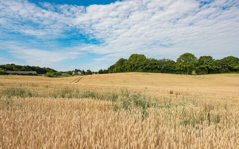 Edithe - 250M from the Sea: Blue, Daytime, Field, Agriculture, Cloud, Grassland, Natural Landscape, Plain, Ecoregion, Summer