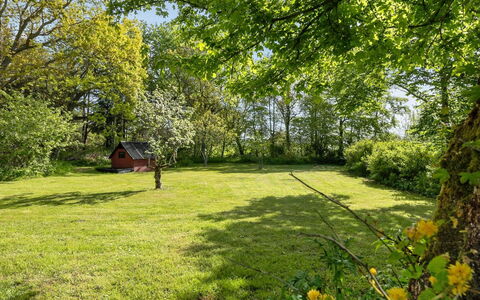 Iiro - 2.5Km from the Sea: Grass, Tree, Leaf, Green, Nature, Natural Environment, Branch, Vegetation, Natural Landscape, Grassland