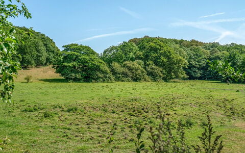Jeppe - 50M to the Fjord: Green, Grass, Natural Environment, Tree, Leaf, Grassland, Vegetation, Natural Landscape, Ecoregion, Shrub