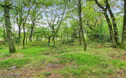 Ellica - 50Km from the Sea: Leaf, Tree, Grass, Natural Environment, Green, Wood, Vegetation, Branch, Natural Landscape, Forest