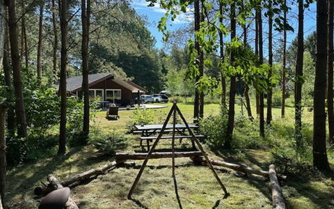 Aman - 700M to the Fjord: Tree, Natural Environment, Wood, Recreation, Woodland, Trunk, Forest, Grove, Nature Reserve
