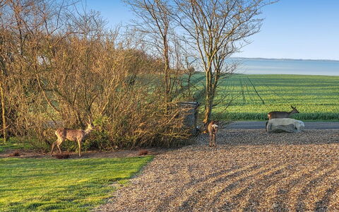 Imilie - 250M to the Fjord: Roof, House, Land Lot, Home, Cottage, Estate, Garden Buildings, Shade, Log Cabin, Landscaping
