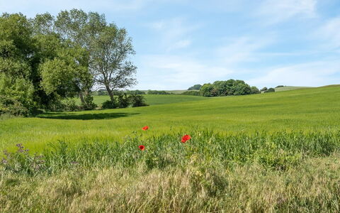 Bitha - 400M from the Sea: Roof, House, Land Lot, Home, Cottage, Estate, Garden Buildings, Shade, Log Cabin, Landscaping