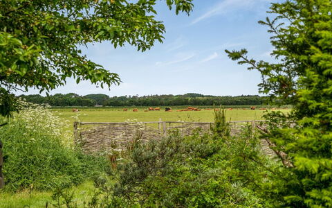Lenard - 400M from the Sea: Tree, Green, Natural Environment, Grass, Grassland, Natural Landscape, Vegetation, Shrub, Plain, Summer