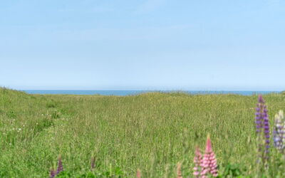 Ananda - 245M from the Sea