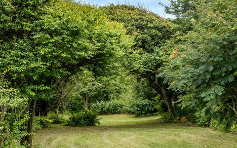 Sorja - 420M from the Sea: Leaf, Green, Natural Environment, Nature, Branch, Vegetation, Shrub, Plant Community, Garden, Groundcover