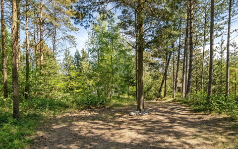 Ascen - 300M from the Sea: Leaf, Tree, Green, Natural Environment, Wood, Branch, Vegetation, Natural Landscape, Forest, Summer