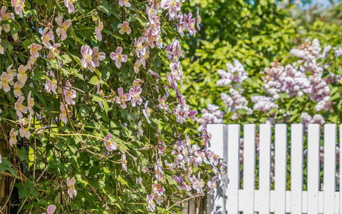 Sölve - 900M from the Sea: Flower, Petal, Shrub, Pink, Spring, Flowering Plant, Garden, Blossom, Wildflower