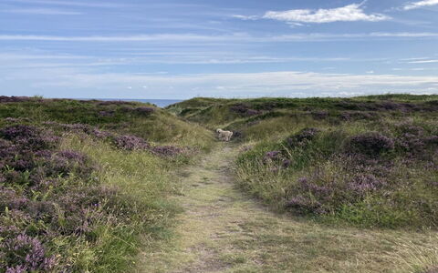 Malte - 75M from the Sea: Grass, Shrub, House, Garden, Home, Cottage, Land Lot, Lawn, Groundcover