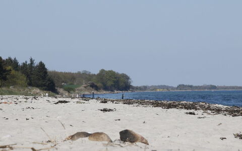 Bridgette - 100M from the Sea: Wood, Wood Stain, Plank, Hardwood, Cottage, Deck, Siding, Shade, Wood Flooring, Garden Buildings