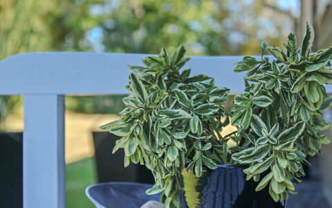 Swavi - from the Sea: Flowerpot, Houseplant, Design, Herb