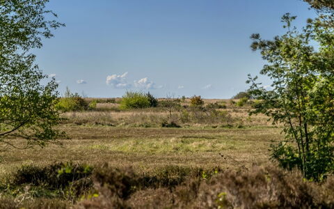 Annestine - 200M from the Sea: Plant Community, Sunlight, Herbaceous Plant, Garden, Plantation, Agriculture, Farm