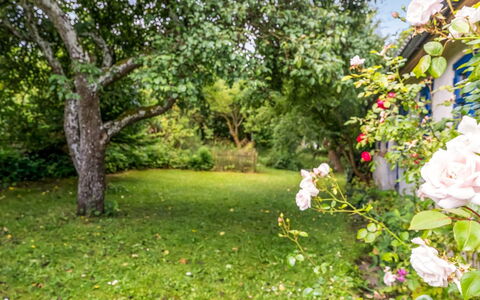 Agrippa - 30M to the Fjord: Green, Nature, Leaf, Garden, Shrub, Spring, Petal, Groundcover, Lawn, Sunlight