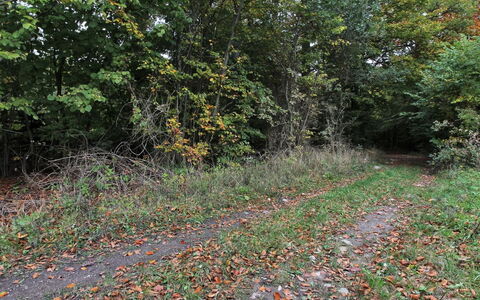 Vojo - 100M from the Sea: Roof, House, Land Lot, Home, Cottage, Estate, Garden Buildings, Shade, Log Cabin, Landscaping