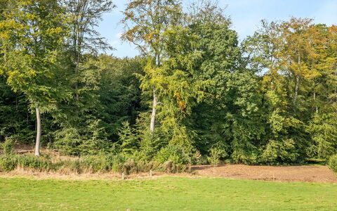 Rosa - 300M from the Sea: Leaf, Tree, Grass, Natural Environment, Green, Vegetation, Grassland, Shrub, Plain, Land Lot