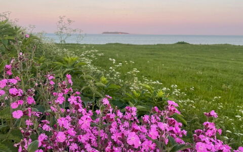 Lilla - 120M from the Sea: Flower, Horizon, Coastal And Oceanic Landforms, Pink, Coast, Sea, Flowering Plant, Meadow, Ocean