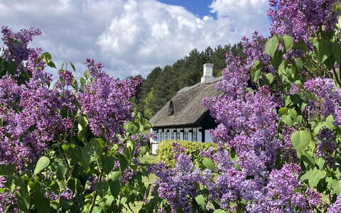 Eva - 1.5Km to the Fjord: Flower, Shrub, Cottage, Groundcover, Spring, Garden, Flowering Plant, Purple, Wildflower, Farmhouse