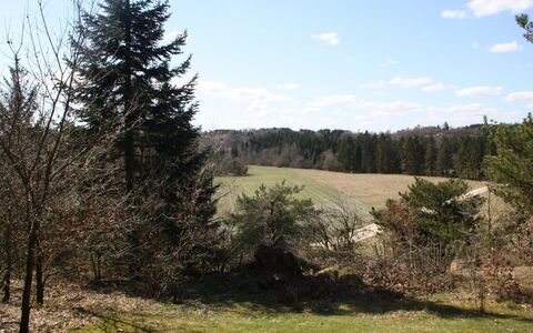 Piia - 800M from the Sea: Leaf, Tree, Natural Environment, Vegetation, Natural Landscape, Shrub, Wilderness, Grassland, Plant Community