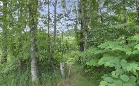 Gerasim - 400M from the Sea: Leaf, Natural Environment, Vegetation, Forest, Plant Community, Jungle, Nature Reserve, Northern Hardwood Forest, Woodland, Trunk