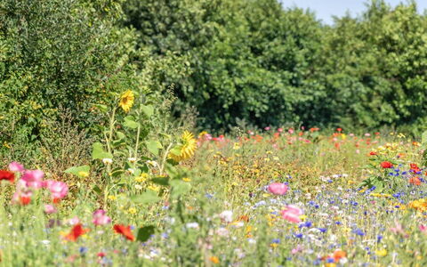 Richard - 4Km from the Sea: Grass, Grassland, Landscape, Ecoregion, Plain, Plant Community, Land Lot, Outdoor Furniture, Prairie, Shrubland