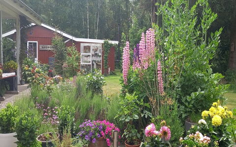 Hartvig - 800M from the Sea: Flower, Garden, Shrub, Pink, Cottage, Groundcover, Backyard, Flowering Plant, Yard