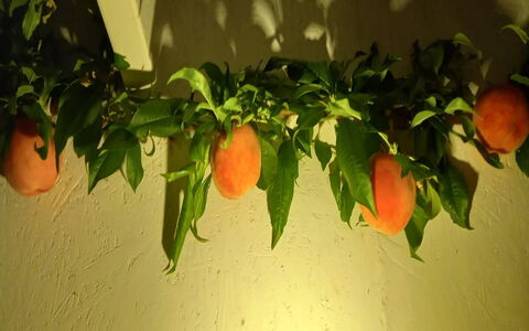 Hartvig - 800M from the Sea: Fruit, Produce, Orange, Natural Foods, Food