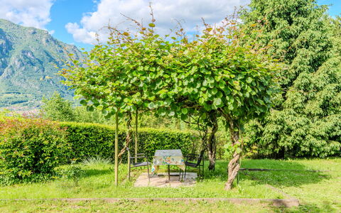 Lucia: Leaf, Green, Shrub, Spring, Garden, Woody Plant, Shade, Backyard