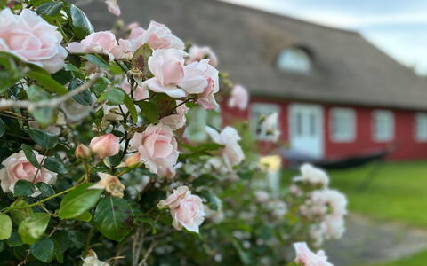 Kielo - 10Km from the Sea: Blue, Shrub, Cottage, Groundcover, Garden, Estate, Shade, Landscaping, Farmhouse, Eco Hotel