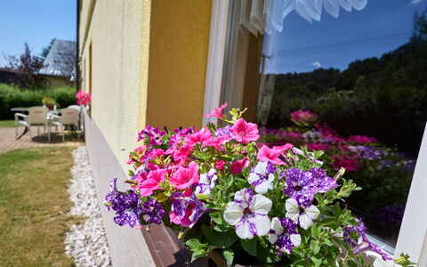 U Šustrů: Flower, Plant, Property, Flowerpot, Petal, Window, Purple, Houseplant, Pink, Building