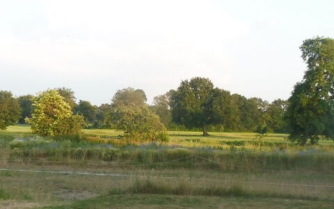 Reethuus: Sky, Plant, Cloud, Tree, Natural Landscape, Grass, Plain, Grassland, Landscape, Road