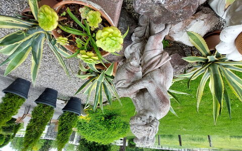Velden am Wörthersee 37: Plant, Leaf, Branch, Terrestrial Plant, Arecales, Vegetation, Tree, Twig, Trunk, Woody Plant