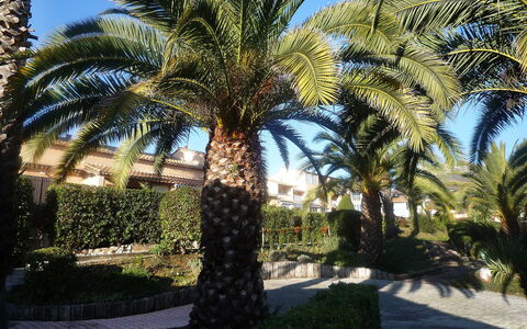 Le Jardin de Matisse: Tree, Date Palm, Palm Tree, Arecales, Elaeis, Attalea Speciosa, Plant, Property, Woody Plant, Terrestrial Plant