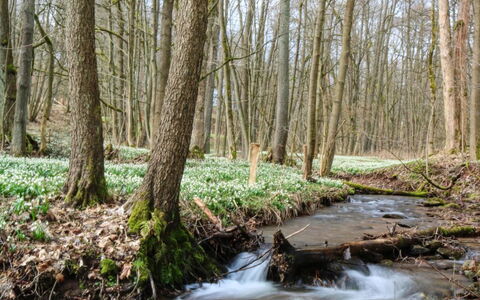 Lesní Plovárna B3: Water, Plant, Tree, Branch, Natural Landscape, Wood, Deciduous, Trunk, Woody Plant