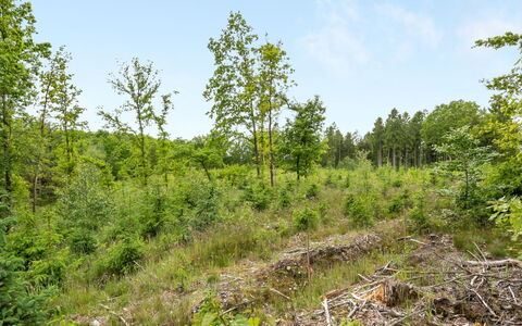 Inguna: Tree, Natural Environment, Leaf, Vegetation, Natural Landscape, Plant Community, Shrub, Forest, Ecoregion, Wilderness