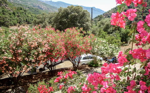 Porto 300: Flower, Plant, Plant Community, Sky, Botany, Petal, Nature, Mountain, Natural Landscape, Vegetation