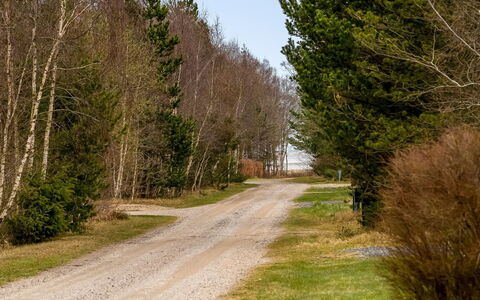Florida - from the Sea: Road, Leaf, Tree, Grass, Natural Landscape, Road Surface, Vegetation, Thoroughfare, Trail, Shrub