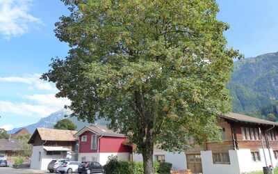 Tilia