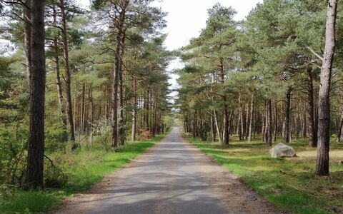 Helmi - 1Km from the Sea: Tree, Natural Environment, Leaf, Wood, Road, Forest, Trail, Wilderness, Thoroughfare, Woodland